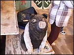 DSCF1899.JPG