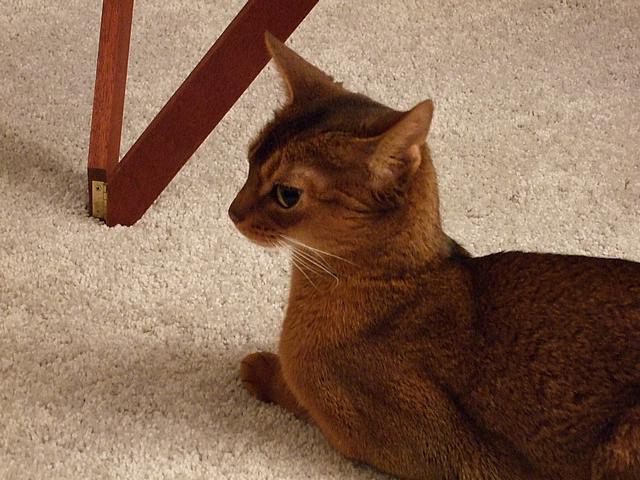 DSCF2596.JPG