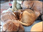 DSCF2535.JPG